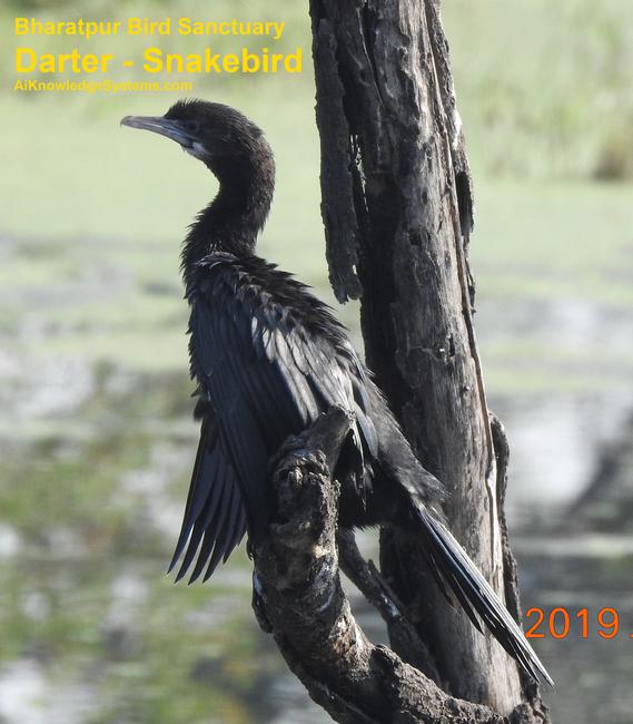 Darter - Snakebird (14) Coming Soon